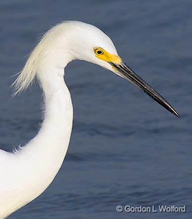 Snowy Egret Profile_35214.jpg - Snowy Egret (Egretta thula) photographed along the Gulf coast near Port Lavaca, Texas, USA.